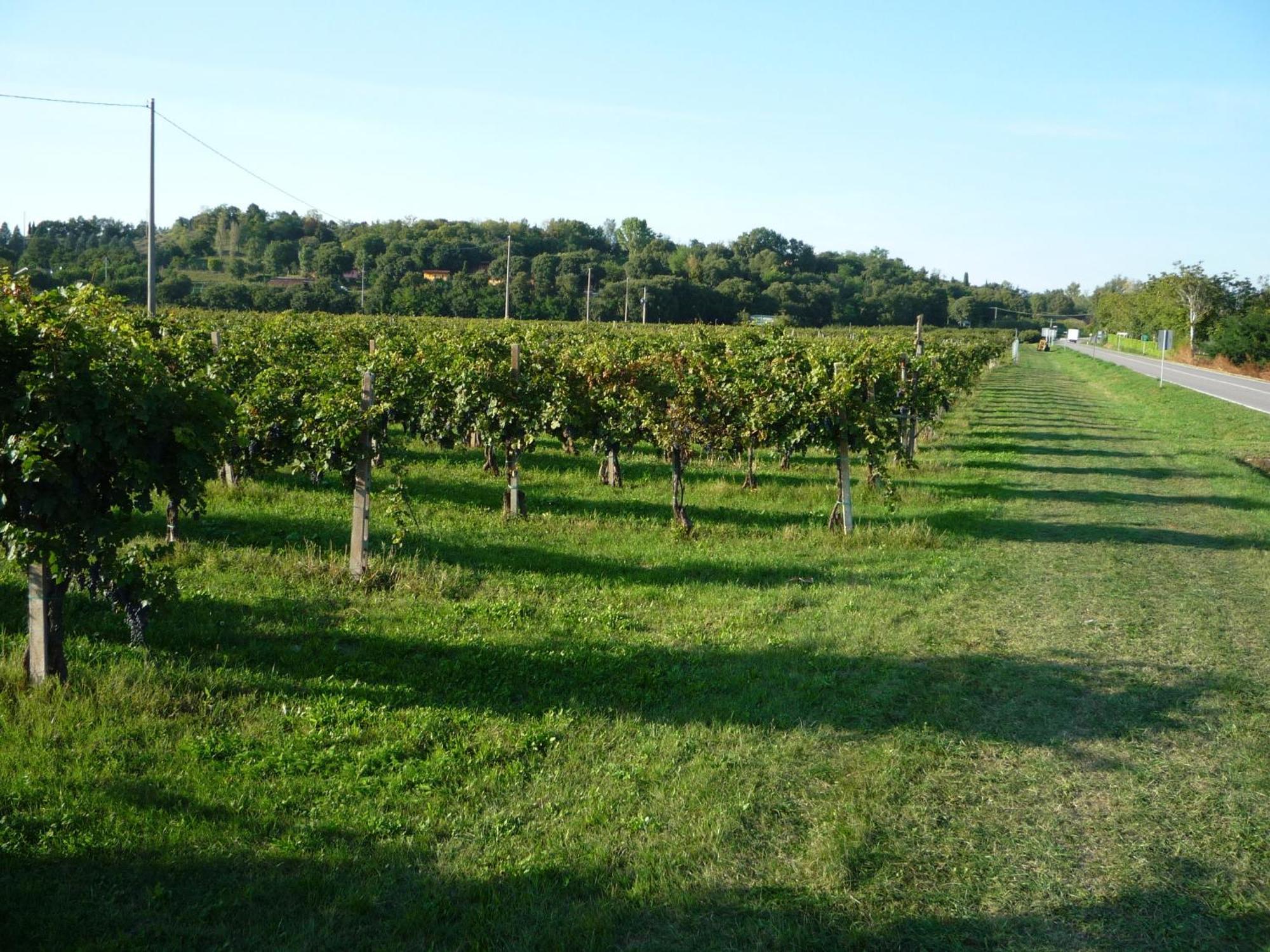 Agriturismo Lupo Bianco Monzambano Zewnętrze zdjęcie